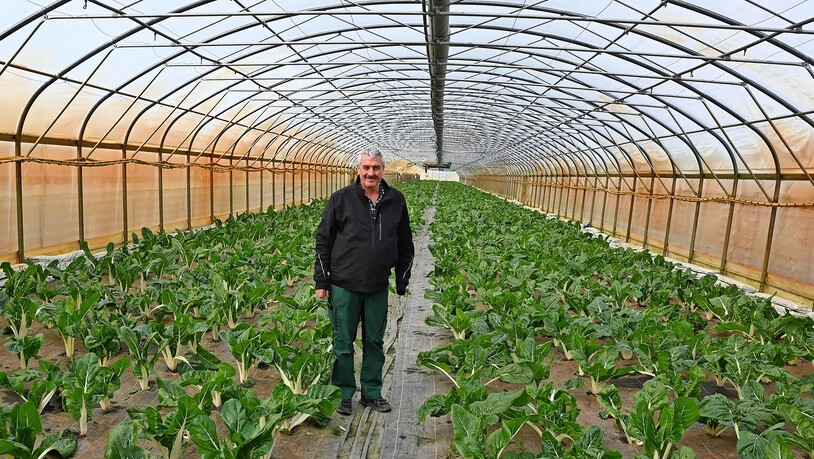 Peter Kistler in einem herkömmlichen Folientunnel auf seinem Betrieb im Neuland, Reichenburg. 