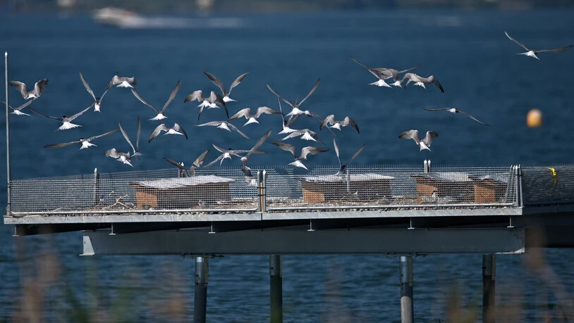 Plattform auf dem Obersee: Flussseeschwalben vergnügen sich beim Kloster Wurmsbach.