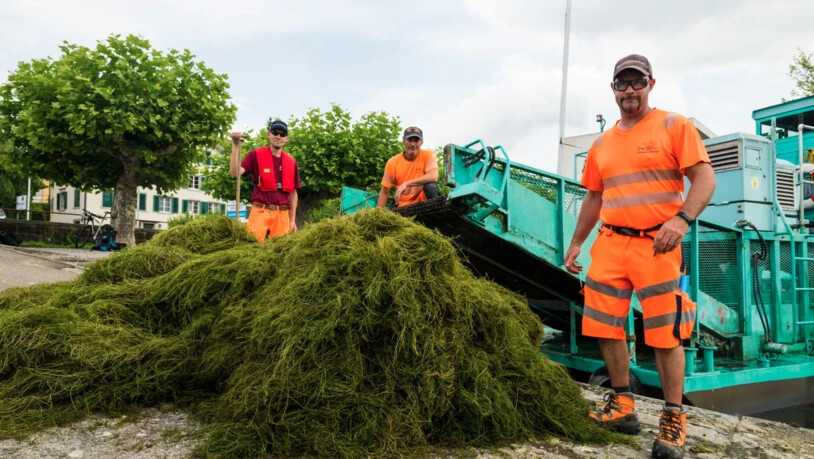 Das Team des Zürcher Gewässerunterhalts bei einem der letzten Einsätze mit seiner «Seekuh»: (von links) Dario Zollinger, Stefan Weber und Jonas Maurer.