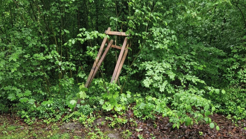 Zerstörte Edelkastanie: Mitsamt Baumschutz warfen Unbekannte sie ins Gebüsch am Waldlehrpfad.