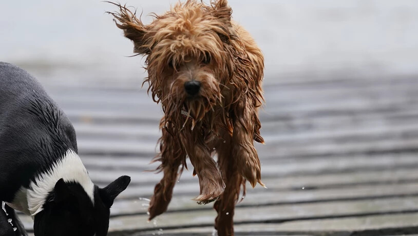 Von einem anderen Hund getötet: Nach einem tragischen Vorfall in Uetliburg bleibt ein toter Havaneser tot und ein Zeugenaufruf von der Polizei.