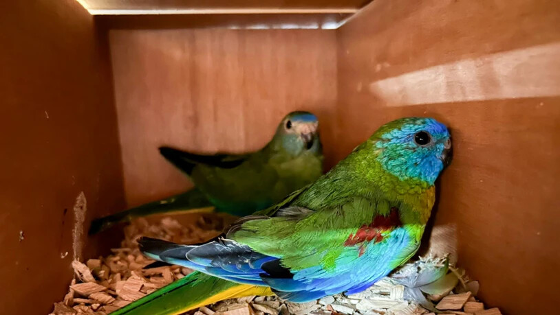 Das Bundesamt für Zoll und Grenzsicherheit hat an der Schweizer Grenze eine international agierende Vogelschmugglerbande erwischt.