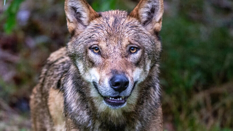 Symbolbild: Während der Passjagd erschoss ein Jäger in der Surselva versehentlich einen Wolf.