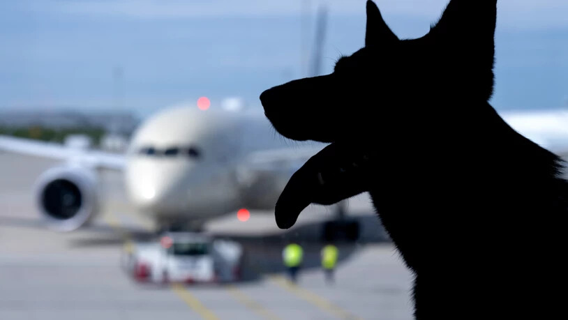 ARCHIV - ILLUSTRATION - Hund Kira (Schäferhund) sitzt am Flughafen München am Terminal an einem Fenster. Im Hintergrund ist ein Flugzeug zu sehen. Foto: Sven Hoppe/dpa