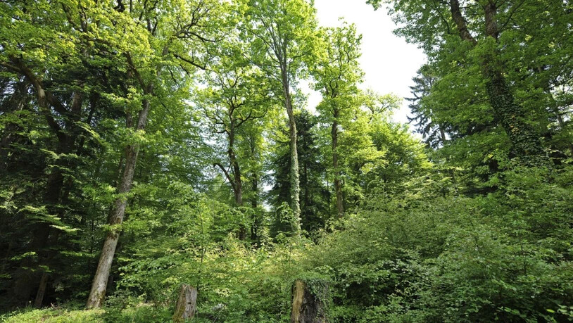 Die Schweizer Wälder stehen seit 150 Jahren unter dem Schutz eines Bundesgesetzes, stehen jedoch vor grossen Herausforderungen wie dem Klimawandel. (Symbolbild).