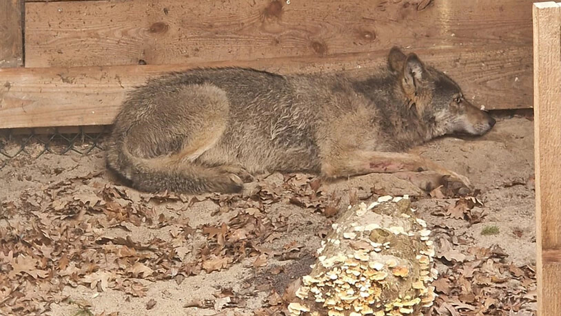 HANDOUT - Der Wolf, der eine Frau in Hamburg verletzt hat, liegt in eine Wildtierauffangstation bei Sachsenhagen. Foto: Umweltbehörde Hamburg/dpa/Archivbild - ACHTUNG: Nur zur redaktionellen Verwendung im Zusammenhang mit der aktuellen Berichterstattung…
