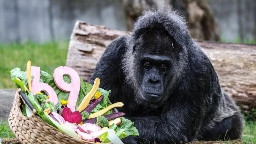 Die Gorilla-Dame Fatou kam den Angaben nach bereits 1959 in den Zoo in der deutschen Hauptstadt.