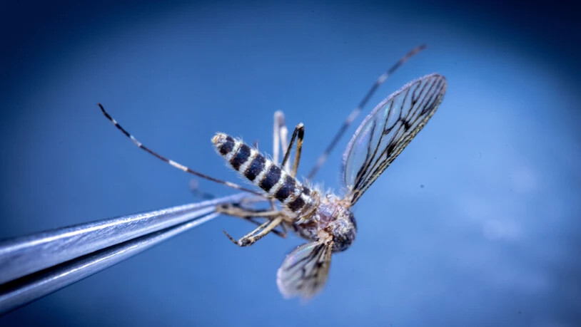 Viele empfinden sie vor allem als lästig, doch ihre Rolle in der Ökologie ist nicht zu unterschätzen: Stechmücken. (Archivbild)
