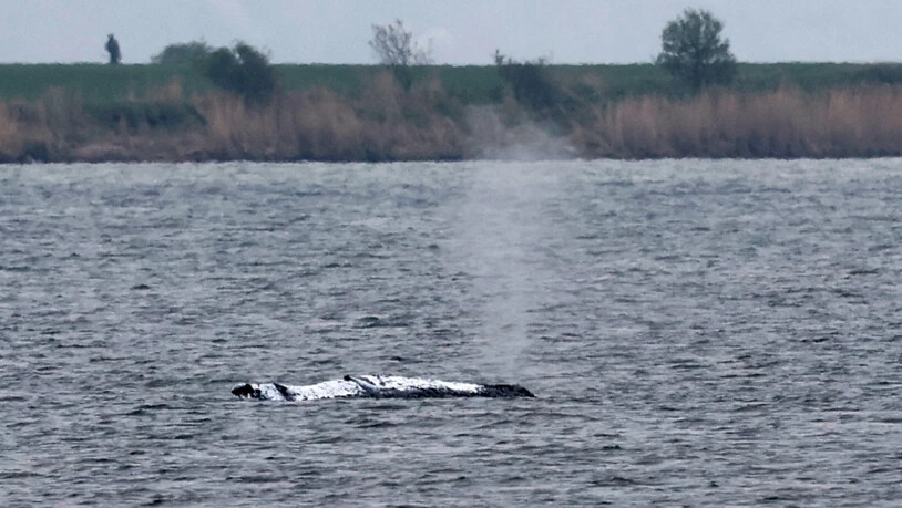 Der gestrandete Wal vor der Ostseeinsel Poel stößt eine Luft-Wasser-Fontäne aus. Foto: Bernd Wüstneck/dpa
