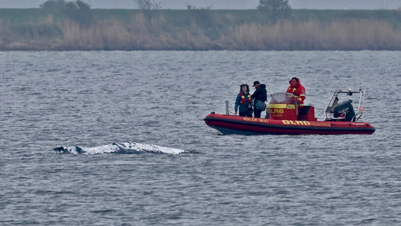 Ein Schlauchboot mit Helfern ist in der Nähe des gestrandeten Wals vor der Ostseeinsel Poel im Einsatz. Der Rücken des Wals ist mit Tüchern abgedeckt. Für den bei Wismar gestrandeten Buckelwal wurde ein neuer Rettungsversuch gestartet. Umgesetzt werden…