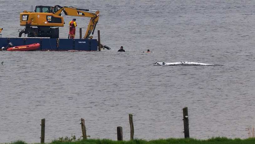 dpatopbilder - Eine Arbeitsplattform mit einem Bagger ist in der Nähe des gestrandeten Wals vor der Ostseeinsel Poel im Einsatz. Der Rücken des Wals ist mit Tüchern abgedeckt. Für den bei Wismar gestrandeten Buckelwal wurde ein neuer Rettungsversuch…