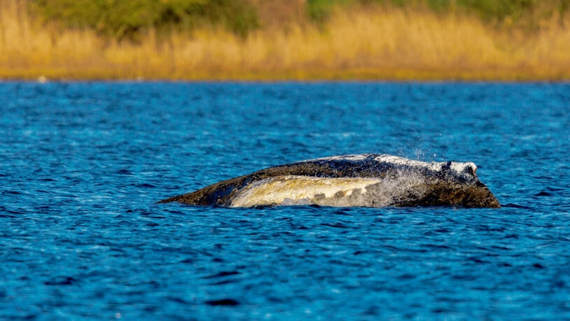 Der Buckelwal liegt vor der Insel Poel an der gleichen Stelle wie am Vorabend. Foto: Jens Büttner/dpa