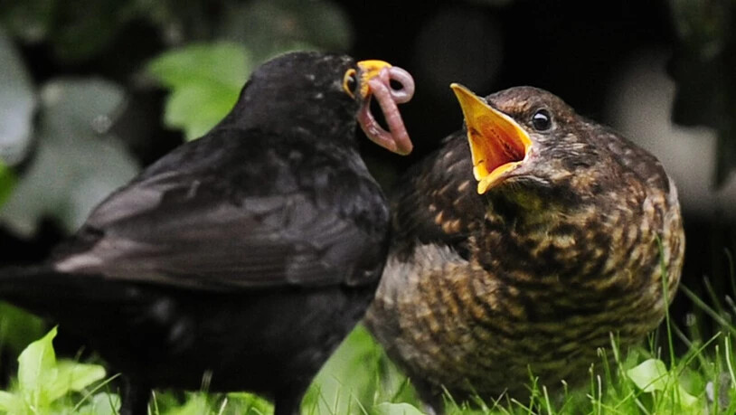 Junge Amseln werden auch ausserhalb des Nests noch von ihren Eltern gefüttert. (Archivaufnahme)