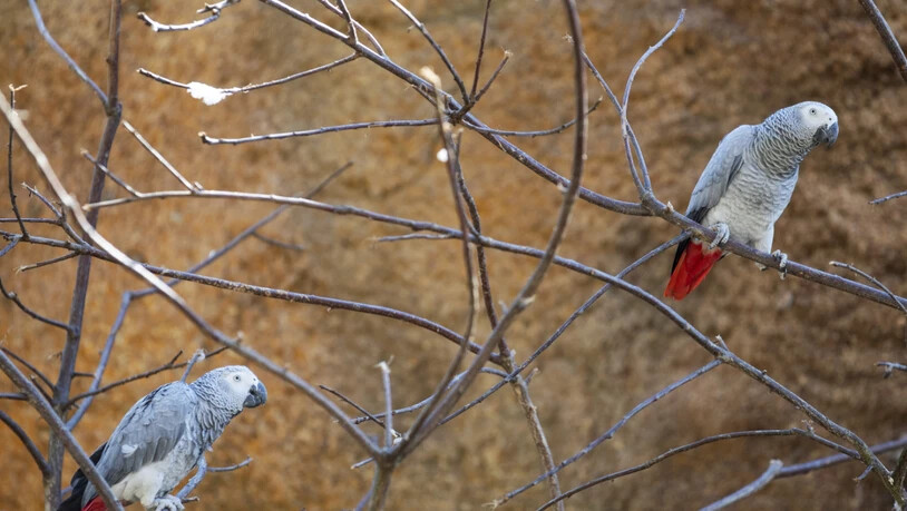 Von allen erfassten Arten zeigten Graupapageien die stärkste Neigung zur korrekten Verwendung von Namen. (Symbolbild)