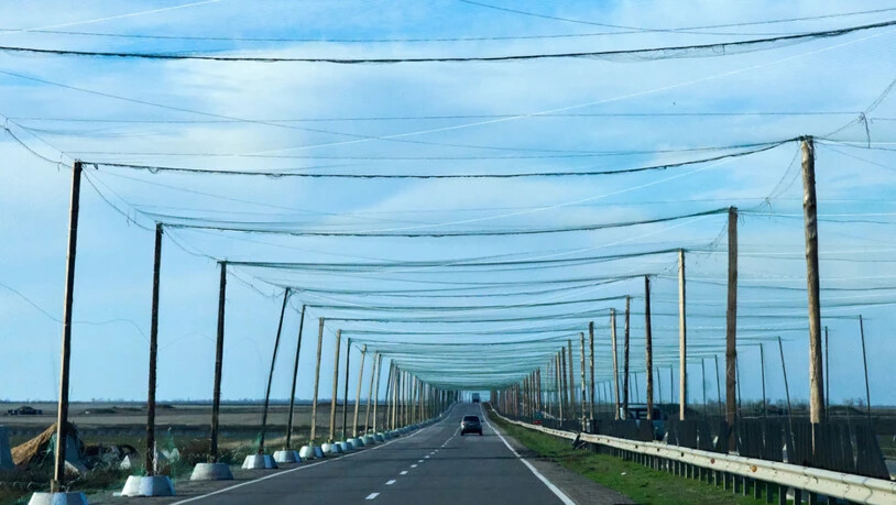ARCHIV - Autos fahren auf einer Straße in der Nähe der Frontstadt in der Südukraine, die mit einem Anti-Drohnennetz überspannt ist. Foto: Efrem Lukatsky/AP/dpa