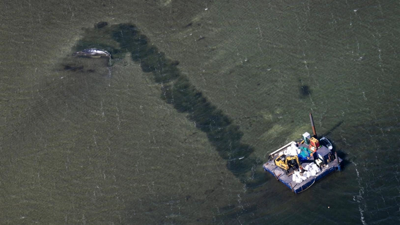 dpatopbilder - Eine Rinne führt vom Wal in tieferes Gewässer (Aufnahme aus einem Flugzeug). Der vor etwa drei Wochen bei Wismar gestrandete Buckelwal liegt weiterhin im Flachwasser fest. Eine private Initiative versucht seit Tagen, den Wal zu retten…