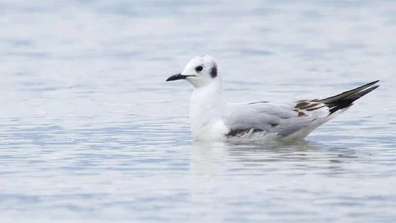 Die Bonapartemöwe wurde von Vogelbeobachter Sebastian Poirier erstmals in der Schweiz entdeckt.