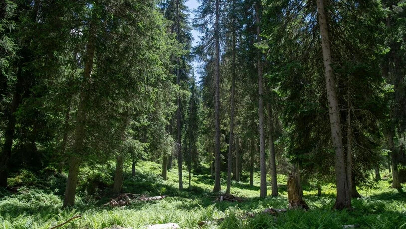 Die Wälder in Graubünden sind veraltet.
