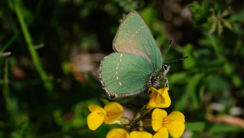 Falter wie dieser benötigen während seines Lebens unterschiedliche Pflanzen und Aufenthaltsorte. Deshalb sind sie auf eine intakte Natur mit artenreichen Wiesen, Gebüschen und aufgelockertem Waldrand in engem Nebeneinander angewiesen.