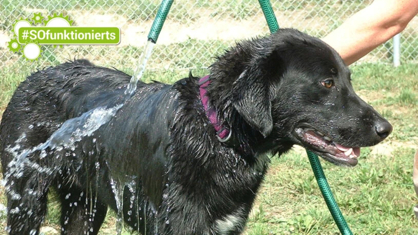 Wässrige Angelegenheit: Eine Hundedusche erfrischt an heissen Tagen.