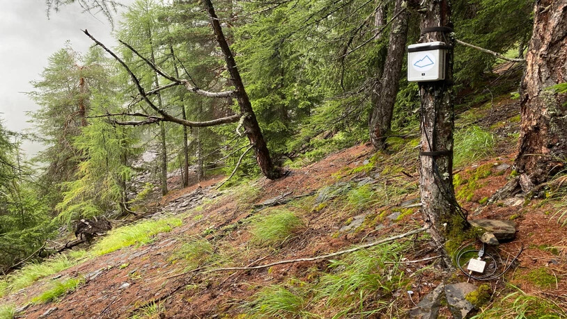 Spielt Geräusche aus der Natur ab: An der «Art Safiental» präsentiert unter anderem Marcus Maeder seine Installation «Acla».
