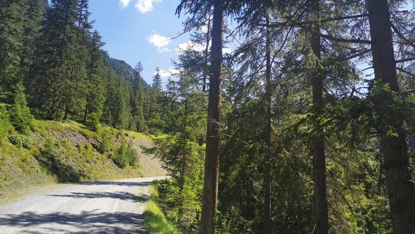Vielfältige Natur: Die Val Tuors bietet eine einzigartige Flora und Fauna – von stämmigen Bergtannen, Lärchen und Arven über Alpenrosen bis hin zu dem Frauenschuh.