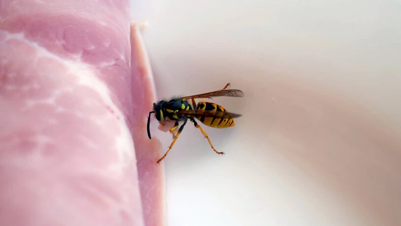 Sie mag neben Süssgetränken und Glace auch Schinken: Die gemeine Wespe, eine von zwei Arten, die derzeit besonders lästig sind. Aber nicht aggressiv.