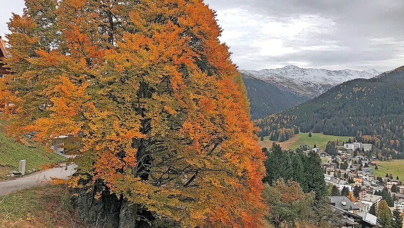 Die einzige Buche in Davos: Inzwischen ein Baum von wohl stolzen 200 Jahren.