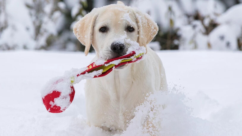 Die meisten mögen Schnee: Hunden macht die kalte Jahreszeit nicht viel aus. Dennoch sollten sie und ihre Pfoten geschützt werden.