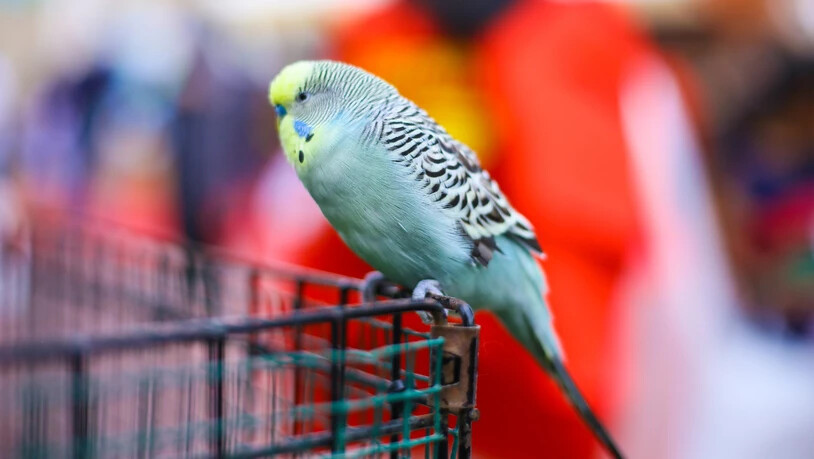 Robuste Tiere: Vögel können sich bestens dem Umfeld anpassen. Auch in der kalten Jahreszeit wissen sie sich zu helfen.
