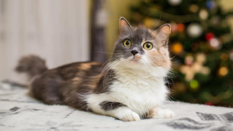 Neujahr mit Haustieren: Katzen sollten schon am Morgen des 31. Dezembers im Haus bleiben. So ist man als Katzenbesitzerin und Katzenbesitzer auf der sicheren Seite. 