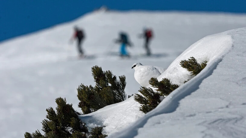 Wintertourismus hat Einfluss auf die Natur: Freerider, Skitourenläuferinnen oder Schneeschuhwanderer abseits von ausgewiesenen Routen können das Alpenschneehuhn stören.