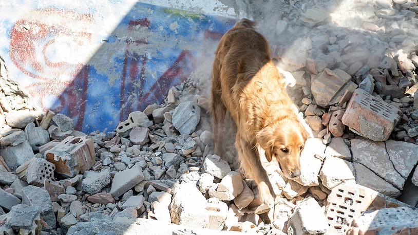 Bündner Hunde im Einsatz: Auch vier Rettungshundeteams aus Graubünden unterstützen die Rettungsarbeiten im Krisengebiet.