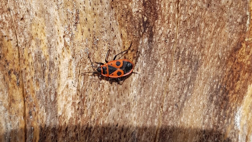 Dieser Käfer geniesst auf einem kahlen Baumstamm die Frühlingssonne.