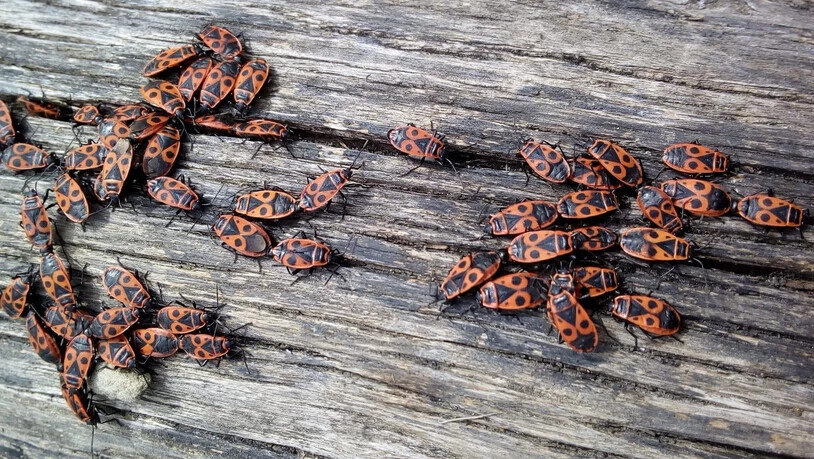 Feuerwanzen treten im Frühling oft in grossen Scharen im Garten auf. Sind weder giftig noch schädlich. Sie müffeln zwar, wenn man sie anfasst, aber das ist auch alles. Feuerwanzen helfen sogar, den Garten sauber zu halten.