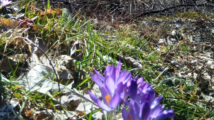 Auch an der Linth wird es zunehmend grüner und bunter – die Krokusse blühen bereits.