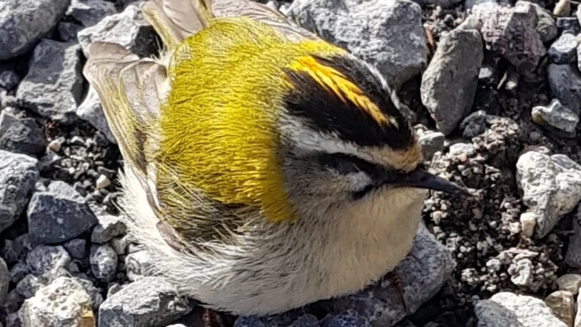 Ein Vogel geniesst auf Steinen die Sonnenstrahlen.