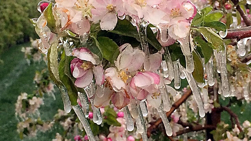 Schützende Eisschicht: Apfelbaumblüten werden bei Frost mit Wasser berieselt. Die Eisschicht schützt sie vor der Kälte.
