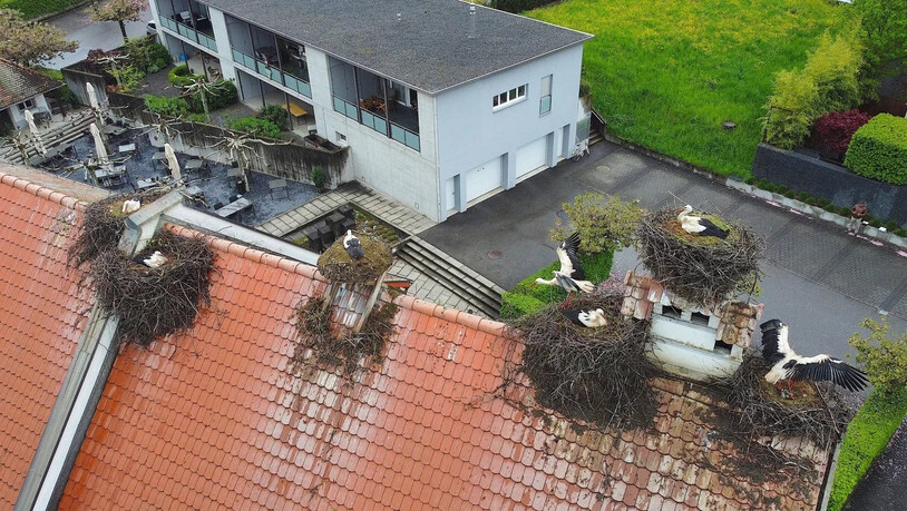 Zu nass und zu kalt: Das schlechte Frühlingswetter hat viele Jungstörche auf den Dächern Uznachs das Leben gekostet.