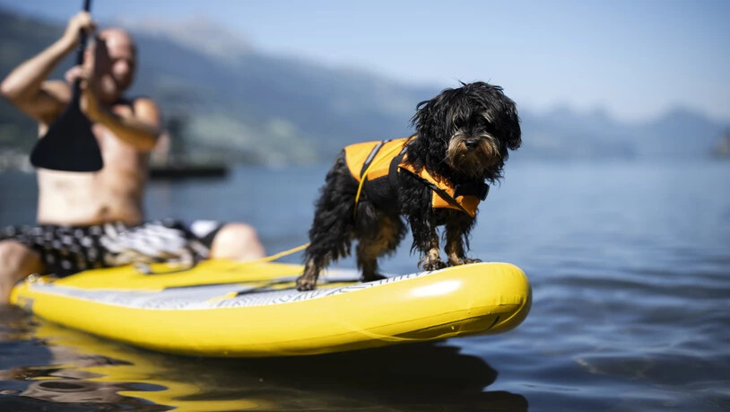 So lässt sich die Hitze auch für Vierbeiner ganz gut aushalten: Hund Obelix trägt bei seinem ersten Ausflug auf dem Stand-Up-Paddel auf dem Walensee eine Schwimmweste.