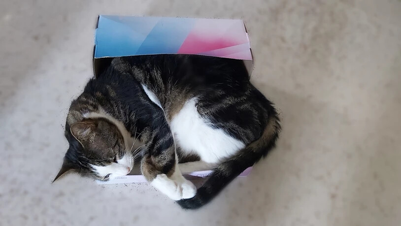 Hat früher besser gepasst: Porthos in einem seiner Lieblingsplätze, einer Schuhschachtel.