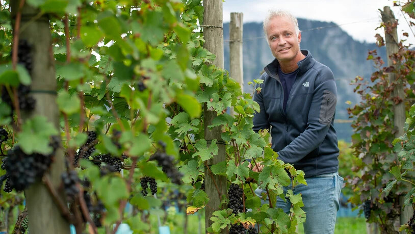 Trotz schwieriger Wetterbedingungen: Walter Fromm, Bündner Rebbaukommissär, ist zufrieden mit der Qualität des Bündner Weins. 