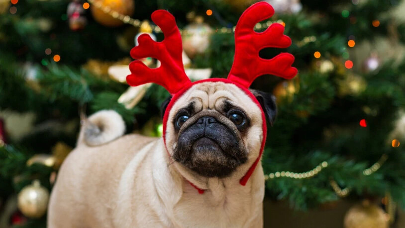 Süss, aber kein Geschenk: Die Tierexpertinnen raten von einem unüberlegten Schnellkauf von Tieren zur Weihnachtszeit ab.