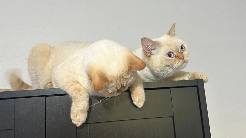 Hoch hinaus: Alfie und Platon hocken am liebsten irgendwo weit oben, wo sie den ganzen Raum im Blick haben.