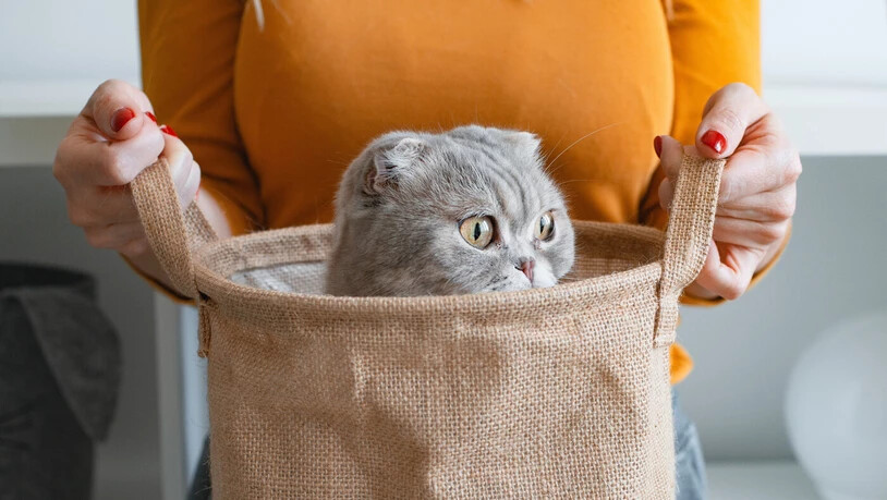 Vielsprachig: Die Redensart «die Katze im Sack kaufen» wird in den verschiedensten Sprachen verwendet.