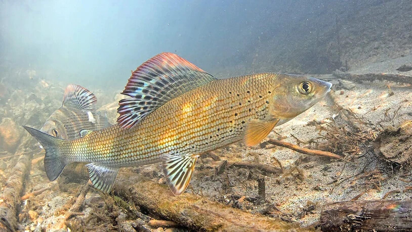 Fühlt sich in renaturierten Gewässern wohl: Die Äsche – vor acht Jahren Fisch des Jahres – wandert kilometerweit, um ihre Eier auf Kiesgrund abzulegen.