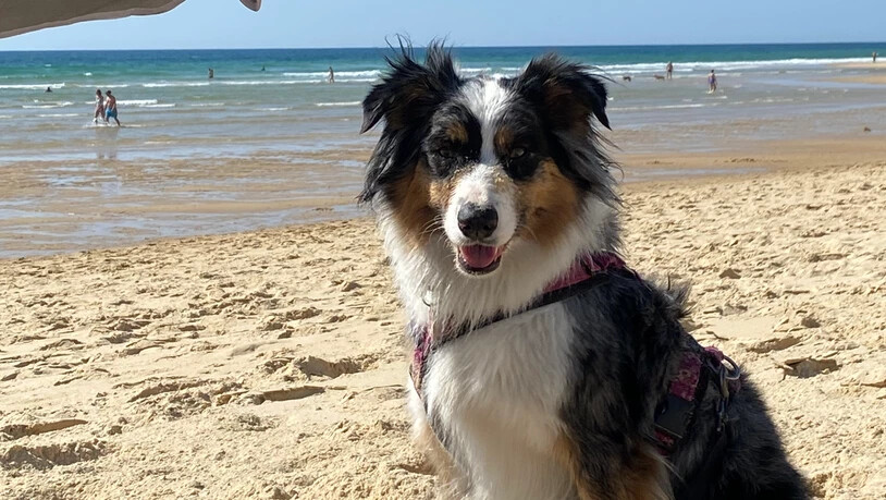 Angstfreie Zone: Glücklicherweise gibt es am Strand so viel Sand, dass die «gefährlichen» Fliegen keine grosse Rolle mehr spielen. 