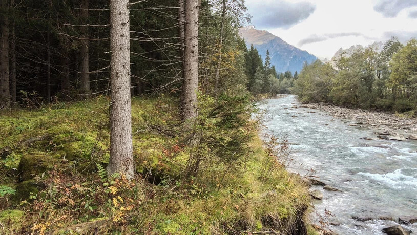Folge des eingeengten Hinterrheins: Der vom Fluss abgekoppelte Bewuchs im Gebiet Äbi gilt als «monotoner Fichtenwald» mit relativ geringem ökologischem Wert.