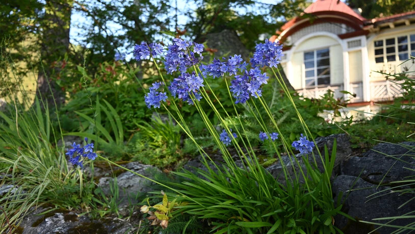 Gerade blüht auf der Schatzalp ein besonderes Schmuckstück: Agapanthus campanulatus subsp. patens.   