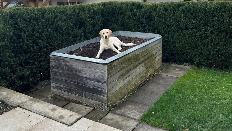 Hochbett oder Hundebett? Stella muss jeden Millimeter im Garten auskundschaften. 